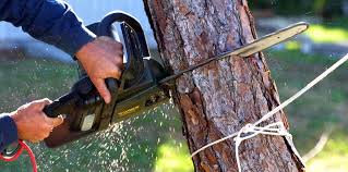 Best Storm Damage Tree Cleanup  in Oak Leaf, TX