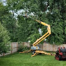 How Our Tree Care Process Works  in  Oak Leaf, TX