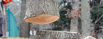 Best Storm Damage Tree Cleanup  in Oak Leaf, TX