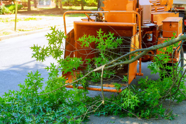 Professional Tree Services in Oak Leaf, TX