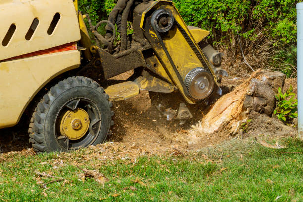 Best Lot and Land Clearing  in Oak Leaf, TX