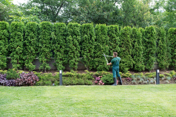 Best Lawn Watering Services  in Oak Leaf, TX