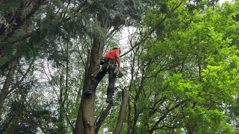 Best Commercial Tree Services  in Oak Leaf, TX