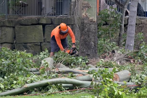 Best Tree Preservation Services  in Oak Leaf, TX