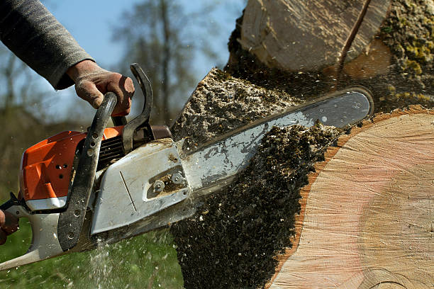 Best Tree Disease Treatment  in Oak Leaf, TX